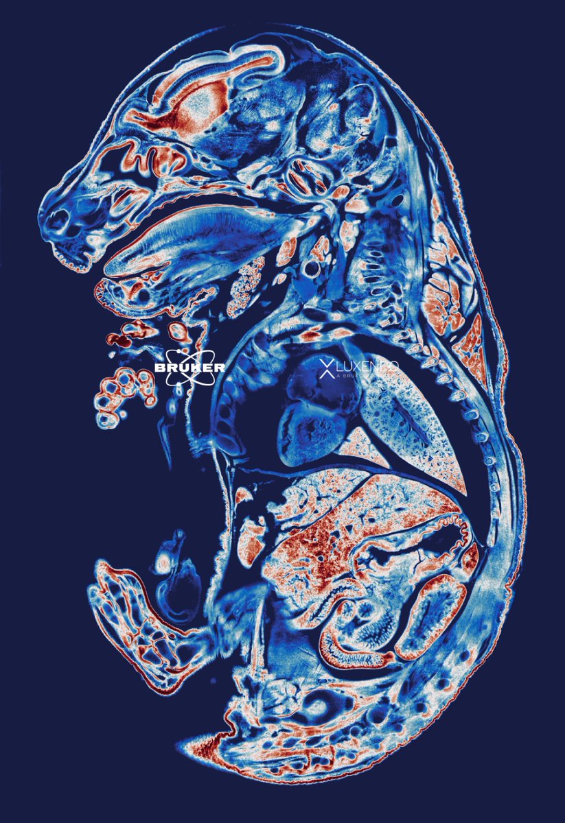 luxendo's tweet photo. We are excited to be part of #MiFoBio2023!

We can't wait to connect with industry leaders, share insights, and explore new opportunities. 
Come and talk to us about all things lightsheet. 

#ConferenceExcitement #Networking #microscopy #lightSheet #SPIM https://t.co/nXtkuMJLl4