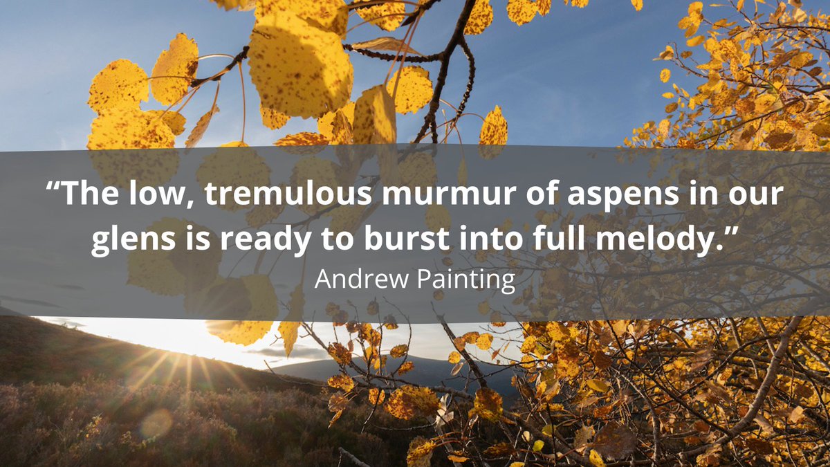 For centuries, a tree species has been biding its time... In this #Rewilding Story, writer @PaintingAndrew reflects on the recovery of aspen woodlands at @MarLodgeNTS in the #Cairngorms. Read it here: scotlandbigpicture.com/photo-stories/…