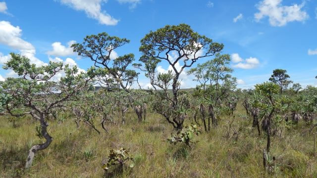 Agência FAPESP (@agenciafapesp) on Twitter photo Estudo identifica desafios e aponta diretrizes para restauração do #Cerrado. Pesquisadores da <a href="/unicampoficial/">unicampoficial</a> e colaboradores analisaram dados de 82 áreas, distribuídas por cinco Estados e o Distrito Federal, e descrevem os resultados em <a href="/JAppliedEcology/">Journal of Applied Ecology</a>. agencia.fapesp.br/50182 Estudo identifica desafios e aponta diretrizes para restauração do #Cerrado. Pesquisadores da <a href="/unicampoficial/">unicampoficial</a> e colaboradores analisaram dados de 82 áreas, distribuídas por cinco Estados e o Distrito Federal, e descrevem os resultados em <a href="/JAppliedEcology/">Journal of Applied Ecology</a>. agencia.fapesp.br/50182