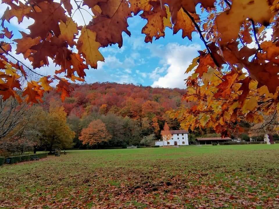 donosti_city's tweet photo. Tarde, pero poco a poco se visten los bosques con los colores del otoño 🍂

✍️📷🎥 Estos son los mejores sitios para verlos.
https://t.co/6eYUh3vVQE https://t.co/cNpWWg5si3