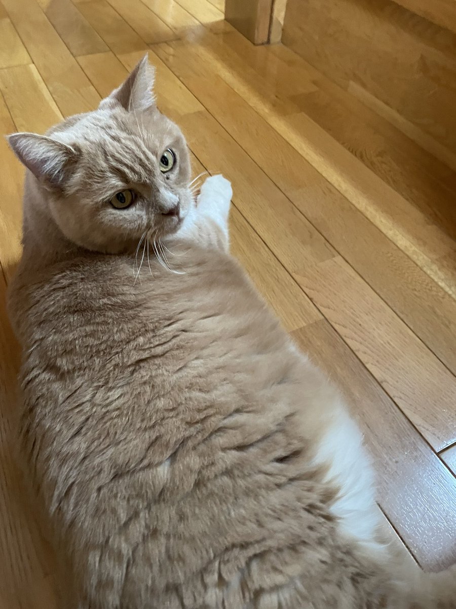 mint_0820's tweet photo. 階段下は定位置のひとつ🐱 https://t.co/1AKE3DeAwE