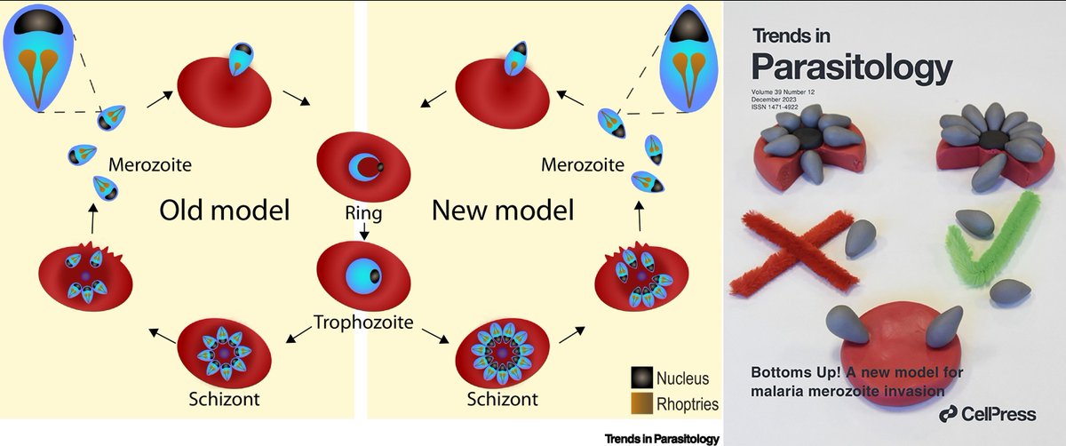 TrendsParasitol's tweet photo. Cover story of this issue: Bottoms up! #Malaria parasite #invasion the right way around, authored by Mia Andrews @thebaumlab Paul Gilson& @Wilson_LabUofA. #Plasmodium #Merozoite #Schizont @ProfJakeBaum @UniofAdelaide @UNSWMedicine @BurnetInstitute @UniMelb https://t.co/R3OHQrg2EL https://t.co/nLugA5Oyut