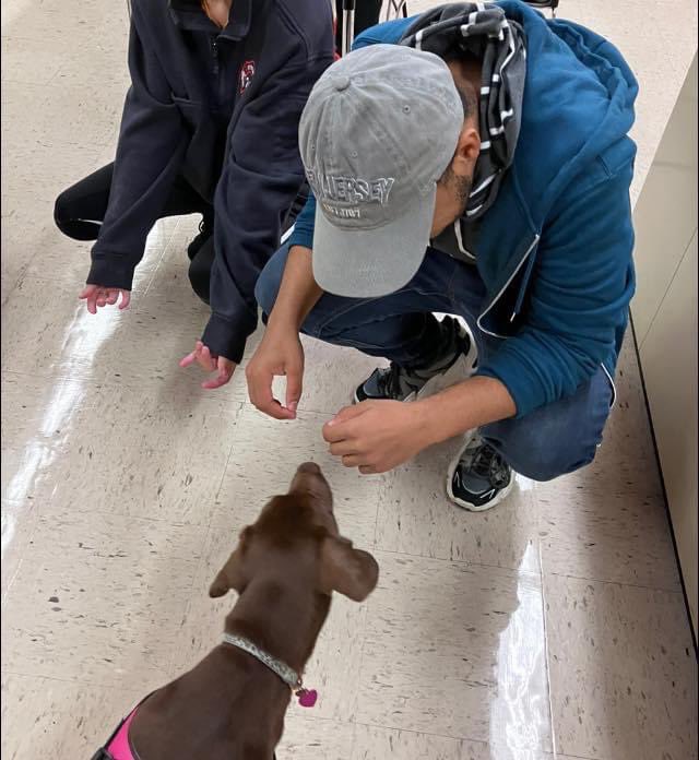 ederkjoseph's tweet photo. Kaya has been a wonderful addition to the Transition campus. The joy seen in the faces of our S’s and staff and the mental health benefits of having a furry friend is immeasurable. Thank you Dr. Bobbi Downs for the addition to the school.#BCSSSDPride #togethertransitionworks https://t.co/PAWwi1LTM7