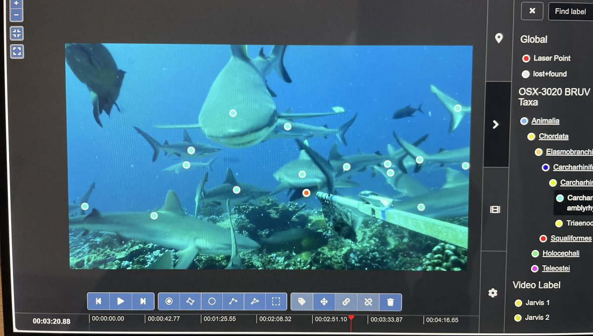 Had the amazing opportunity to use #BIIGLE image annotating software to measure the species richness and relative abundance of predatory fish at Jarvis Island. Lots of work is being done to transform this into an automated process using machine learning.