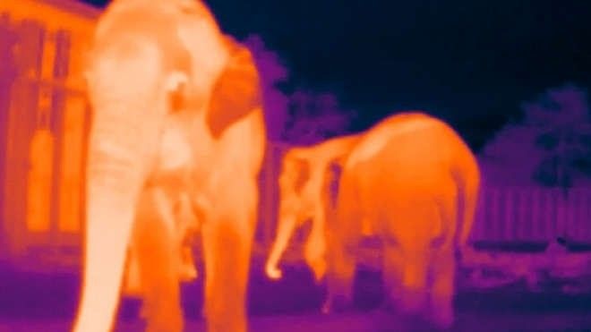 CeoAwareness's tweet image. Are these thermal &apos;selfies&apos; the key to tackling elephant-human conflict? wef.ch/3sXdHSp #elephants #ThermalTechnology
rt @wef