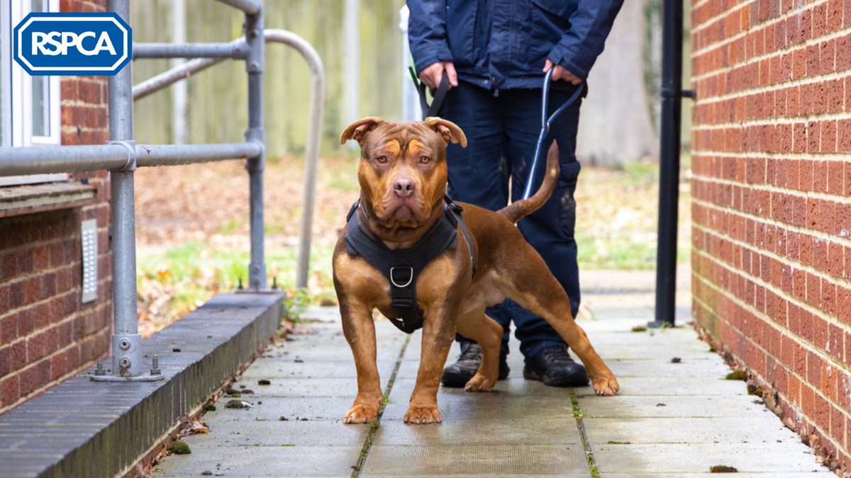 Following the announcement that XL bully type dogs will be banned from 31st December, @The_Blue_Cross are urging the UK Government to consider the impact this ban is going to have on pet owners, animal charities and vets. Take action and contact your MP: bit.ly/3R13145