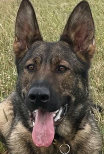 KPTacOps's tweet photo. Following a theft in #Northfleet, Police Dog Fallon led PC James and Local Policing Colleagues to a stolen motorbike in a back garden. The motorbike was recovered for the victim and 4 males inside the address were arrested on suspicion of theft. #DogSection #PDFallon 09-0032 RS https://t.co/CeLxvoYlhP