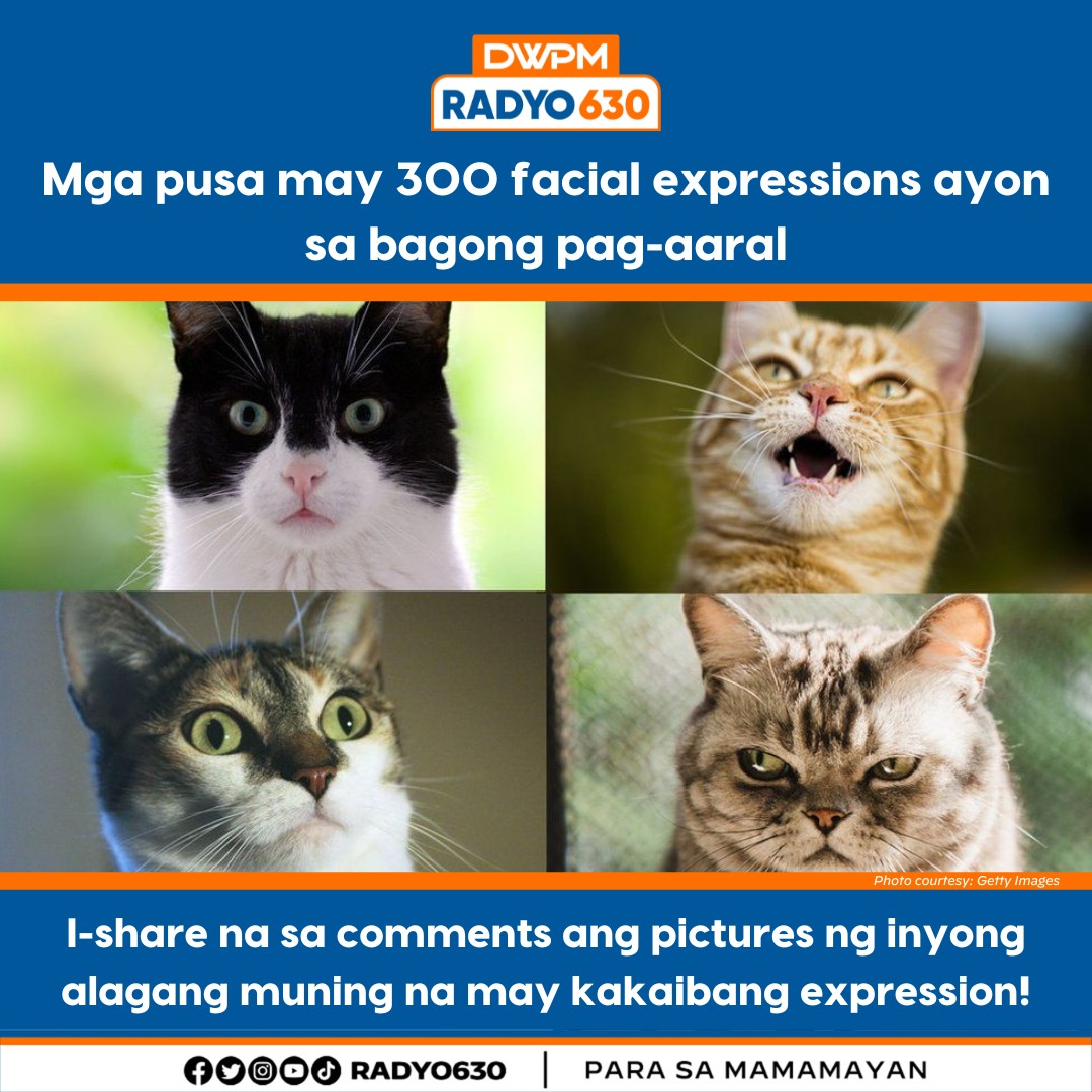 Akala mo ba lagi lang nakasimangot si muning? Hindiiii! 

Patingin ng mga alaga niyong mingming daliiii.

#Radyo630 #Cat #FacialExpression