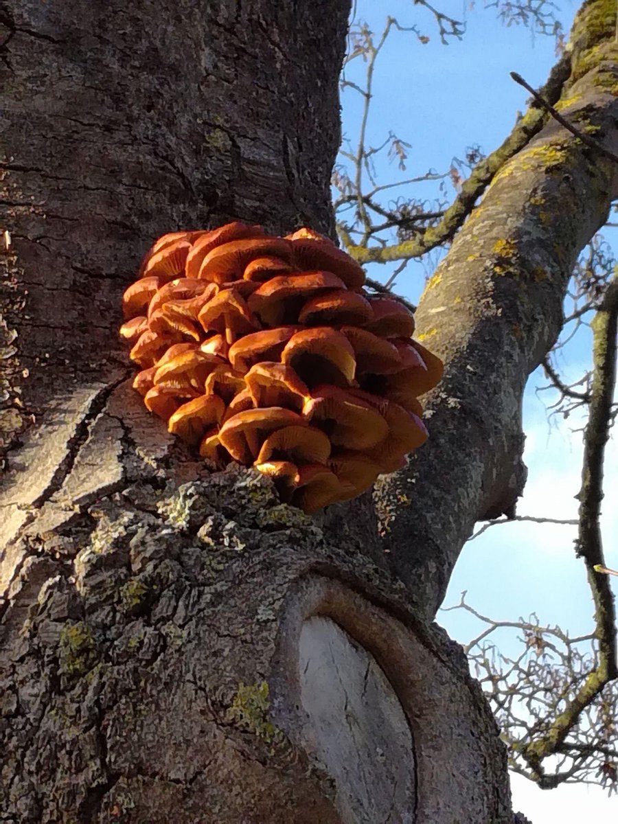 A proper Mendip Mushroom. Ooh Aar The Twerzels.