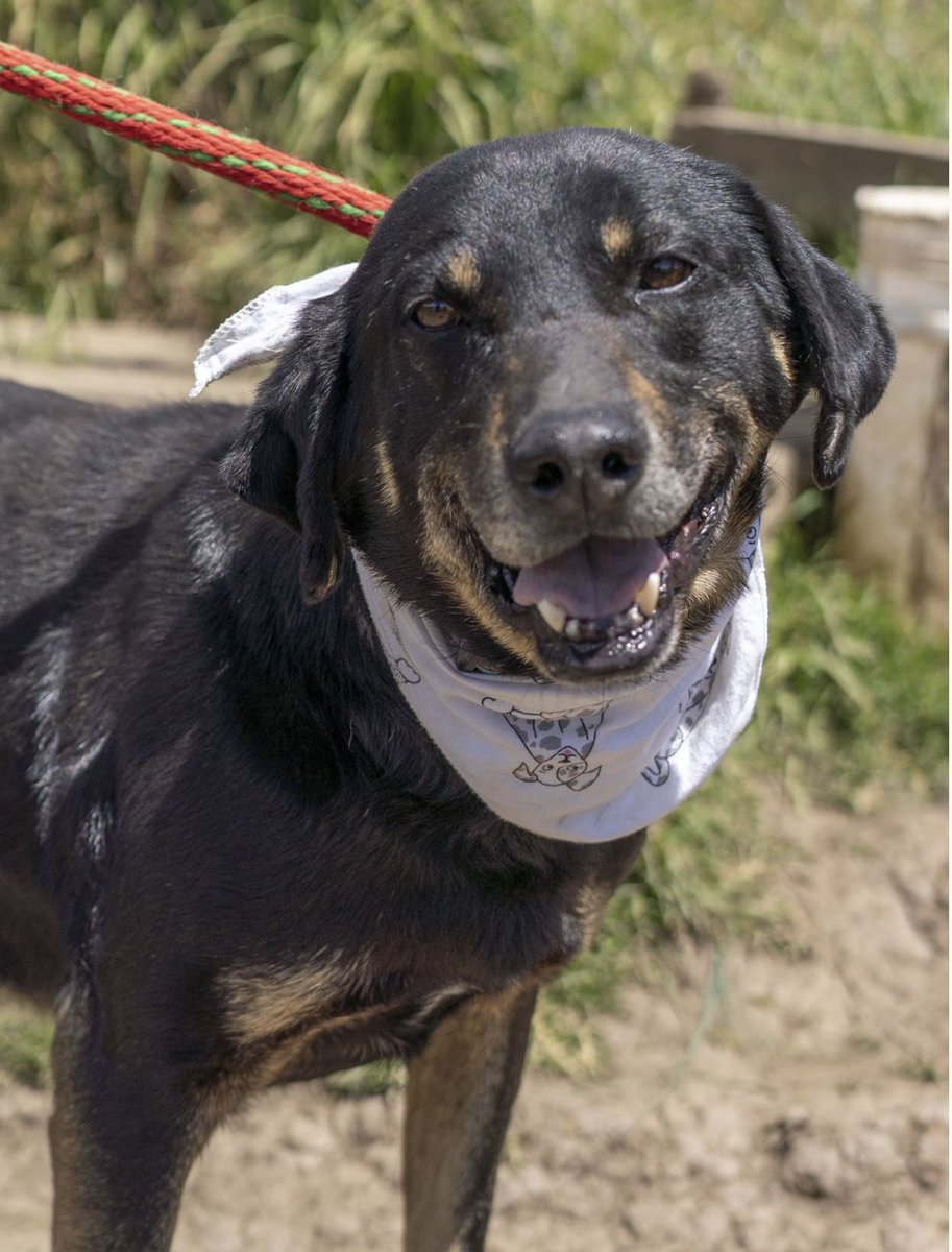 AsociacionMi's tweet photo. Los perritos de la Misión 300 han estado cada 8 días en jornadas de adopción y es súper triste que los dejen plantados, hay días en que no va 1 sola persona 🥺🥺���🙁🙁 por fa si alguien desea adoptar un perrito escribir al 

📲 +57 305 8031152 son muy lindos y merecen tener lindas familias, pasar del horror a la felicidad.