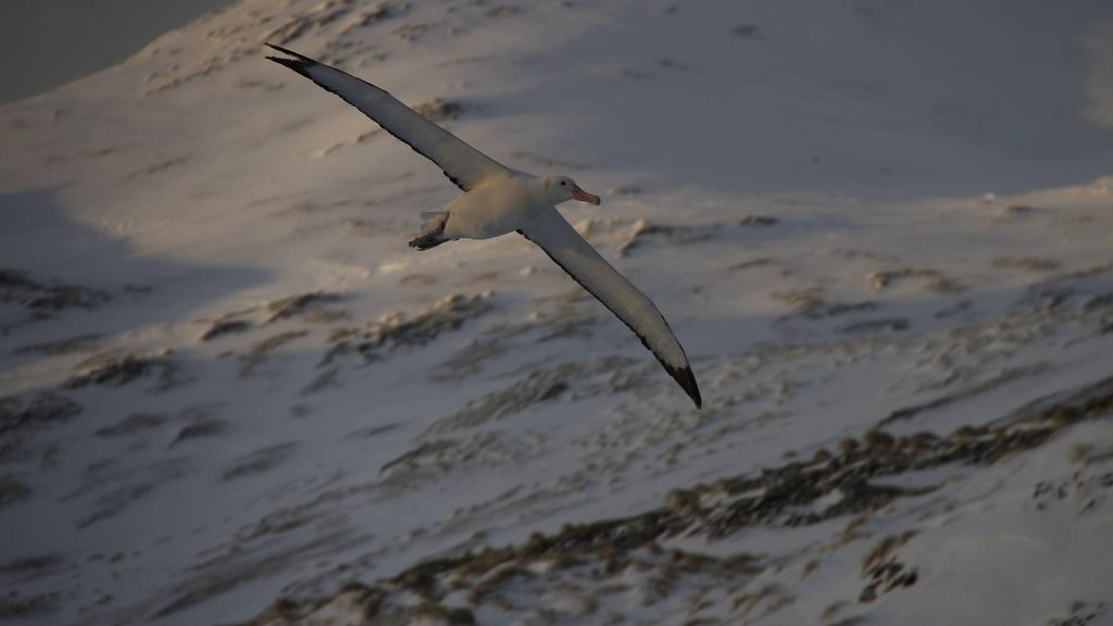 Albatrosses spend almost all their time soaring on the High Seas, making it hard to keep up. But technology has altered this. Now, we can see their day-to-day lives, from their incredible accomplishments to their dramatic vulnerability. We aim to defend them. 📸: Alex Dodds