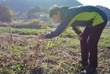 収穫直前の大豆にこんにちは。