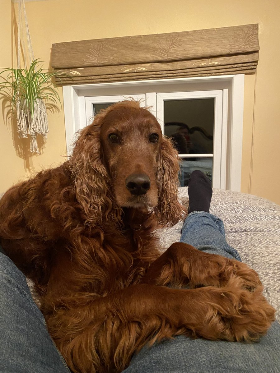 CharliePlatts's tweet photo. Timeline cleanse - if you see this, post a dog pic 🐶 https://t.co/1mVcnD9jIi