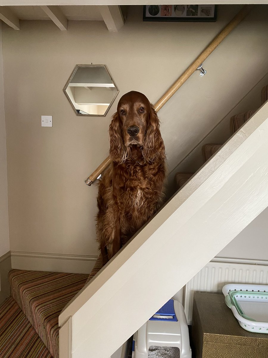 CharliePlatts's tweet photo. Timeline cleanse - if you see this, post a dog pic 🐶 https://t.co/1mVcnD9jIi