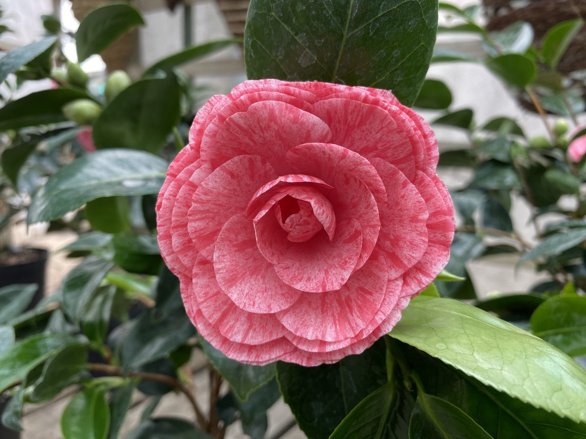 MountFolly's tweet photo. Autumn blossom 🌱 ❤️

#grownwithlove #autumnflowers #winterflowers #blossom #loveplants #lovegardening #Hampshire #locallygrown #plantnursery #growers #widerchoice #bettervalue https://t.co/RNdbrsdwNr