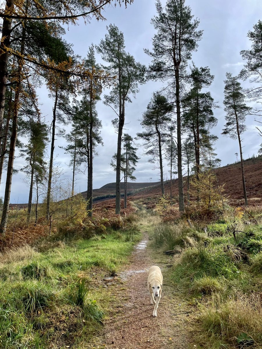 RFMacDonald's tweet photo. Morning #dogwalk, #Simonside Woods, #Northumberland
1. Flying Dachshund
2. My old dog Gem
3. Trees with … you have to trust me…
4. Crossbills! (c. 20, 200m south of main car park, just near path) https://t.co/3vQfMTPUys