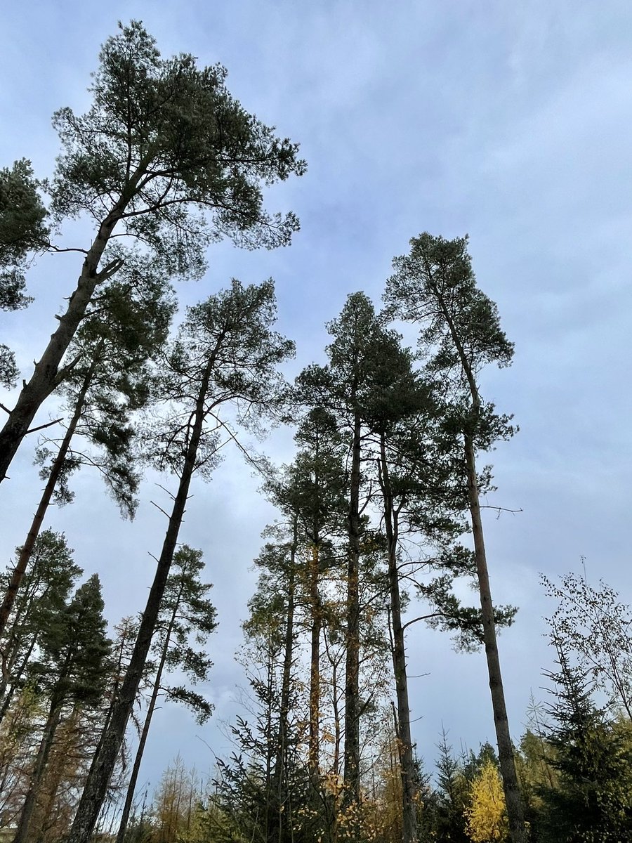 RFMacDonald's tweet photo. Morning #dogwalk, #Simonside Woods, #Northumberland
1. Flying Dachshund
2. My old dog Gem
3. Trees with … you have to trust me…
4. Crossbills! (c. 20, 200m south of main car park, just near path) https://t.co/3vQfMTPUys