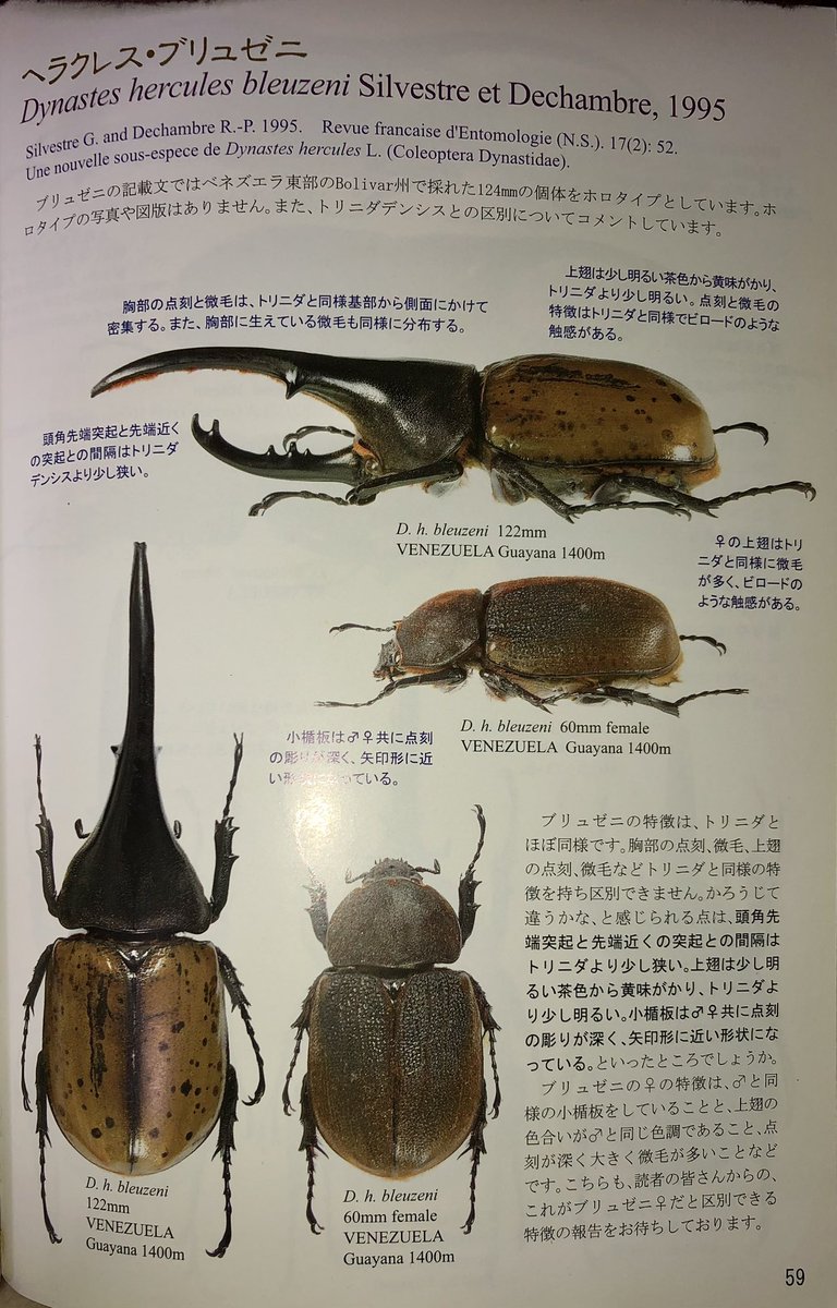 アクタエオンゾウカブト122mm