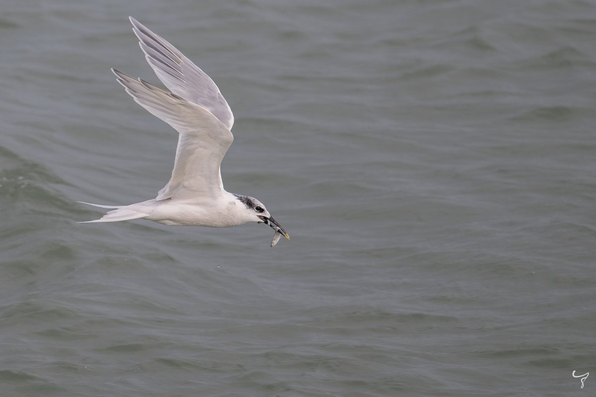 JongejanPhoto's tweet photo. Vanmiddag trof ik nog een grote stern aan die aan het vissen was in de #Oosterschelde. Prachtig om te zien. #cameramee @vogelnieuws #vogelfotografie https://t.co/5T3IcwcQgW