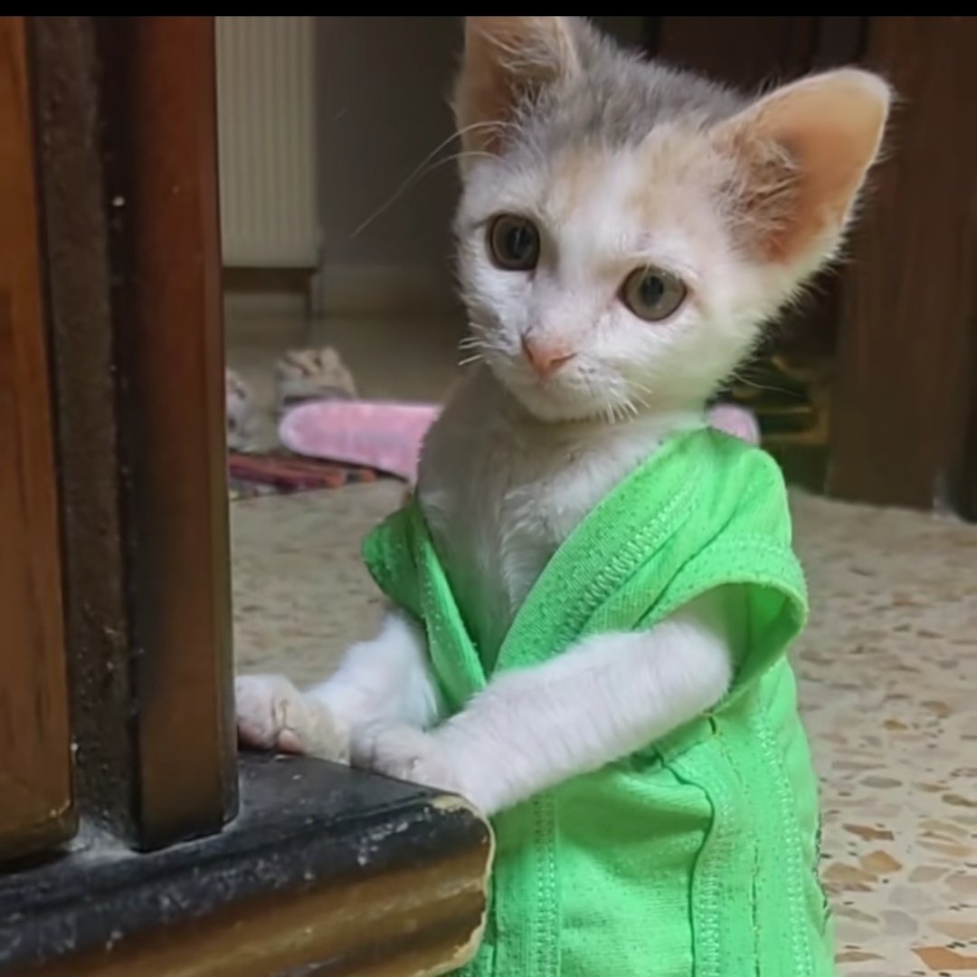 Meawm1991's tweet photo. น้องโชว์ไหล่ไป1กรุบ @milephakphum @Nnattawin1 สีเสื้อโดนใจใครน้อ🐱🐱💚💚 https://t.co/g4y5nc7Vy4