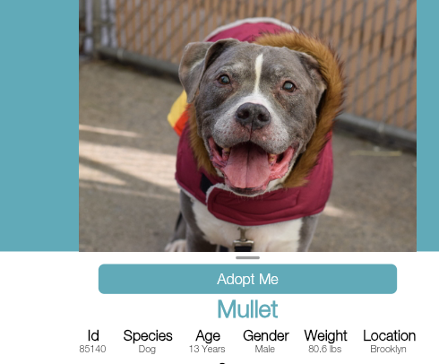venetianblonde's tweet photo. Meet Mullet. Mullet is 13 years old and he's at the Brooklyn NYC ACC. No senior dog should be in a shelter, and particularly not smiling happy gentle Mullet. New York, go get him. Snuggle him on a sofa and love him. Kind New Hope rescues with good hospice fosters: save him.
RT https://t.co/DYcUB00ETS