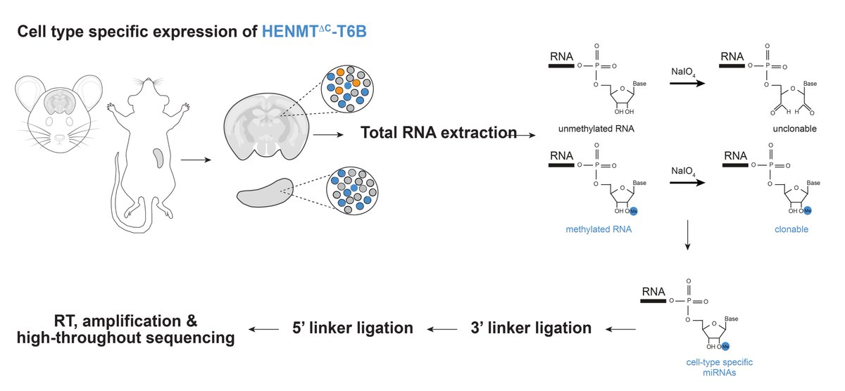 Preprint-alert! 🚨 Cell-type specific sequencing of miRNAs in mice, without FACS sorting or labor intensive IPs? We’ve got you covered!