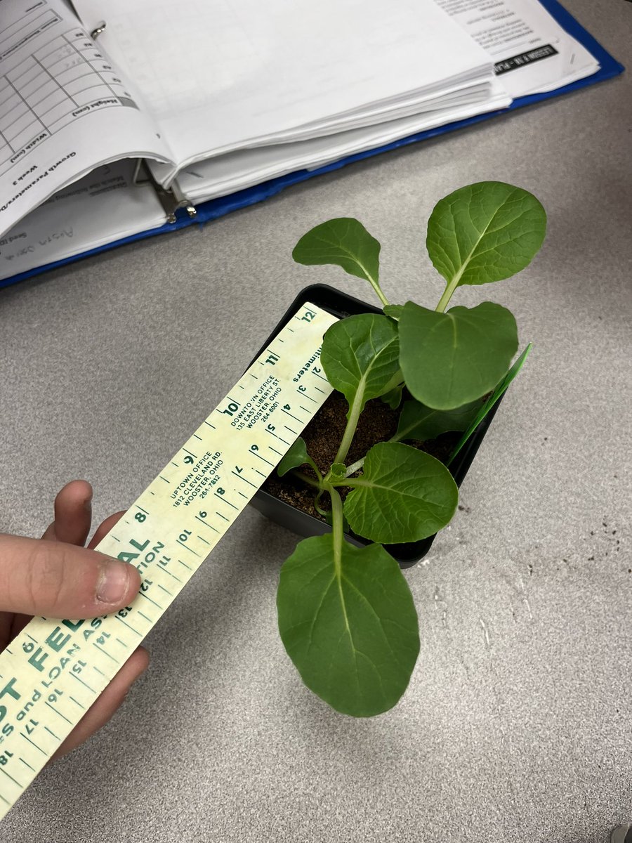 _norwayneffa's tweet photo. Today our 2nd period Planimal class conducted our week 3 measurements of our @NASA plants! It’s interesting to see that our GBE 19 and GBE 45 companion plants have exposed roots that seem to be intertwining! @GrowBeyondEarth @getMARSfarm https://t.co/6wPnI8AB0m