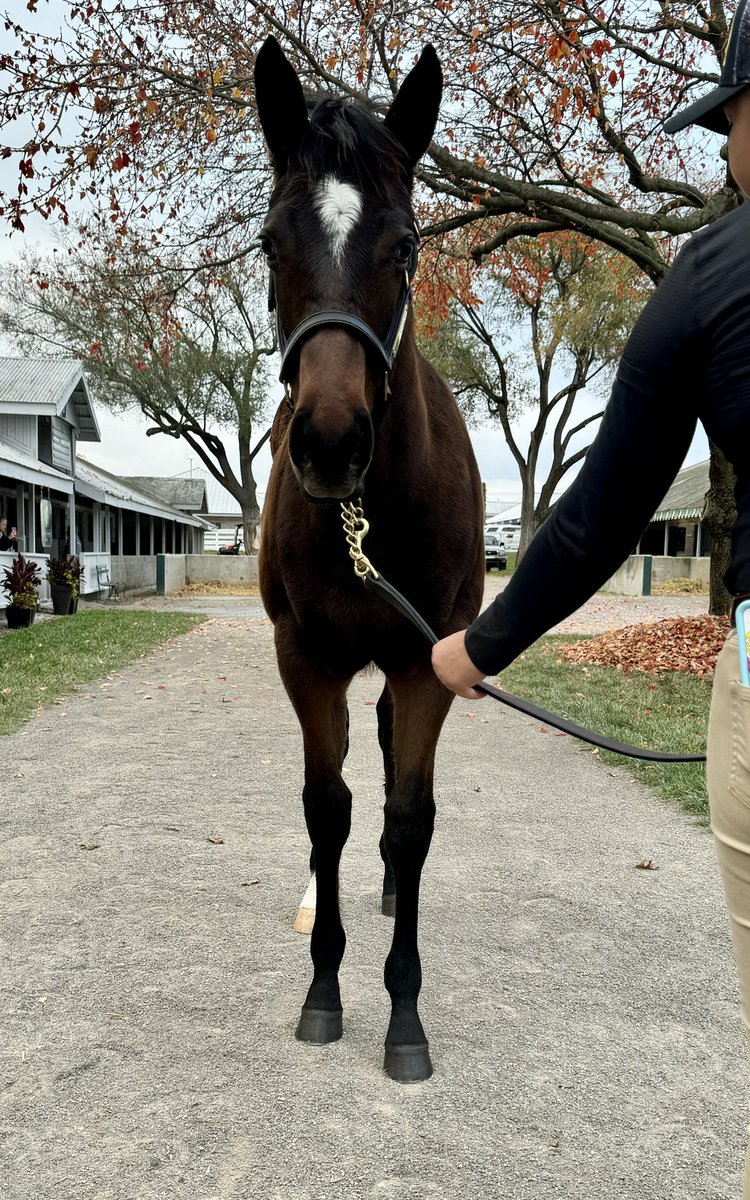 🚨selling Fri, weanling KeeNov hip 679 Maclean’s Music filly out of Fujairah. Immediate family of Parade Queen, Untouched Talent, Bodemeister, etc. Cal-Bred, Golden State Series @CTBACalbred