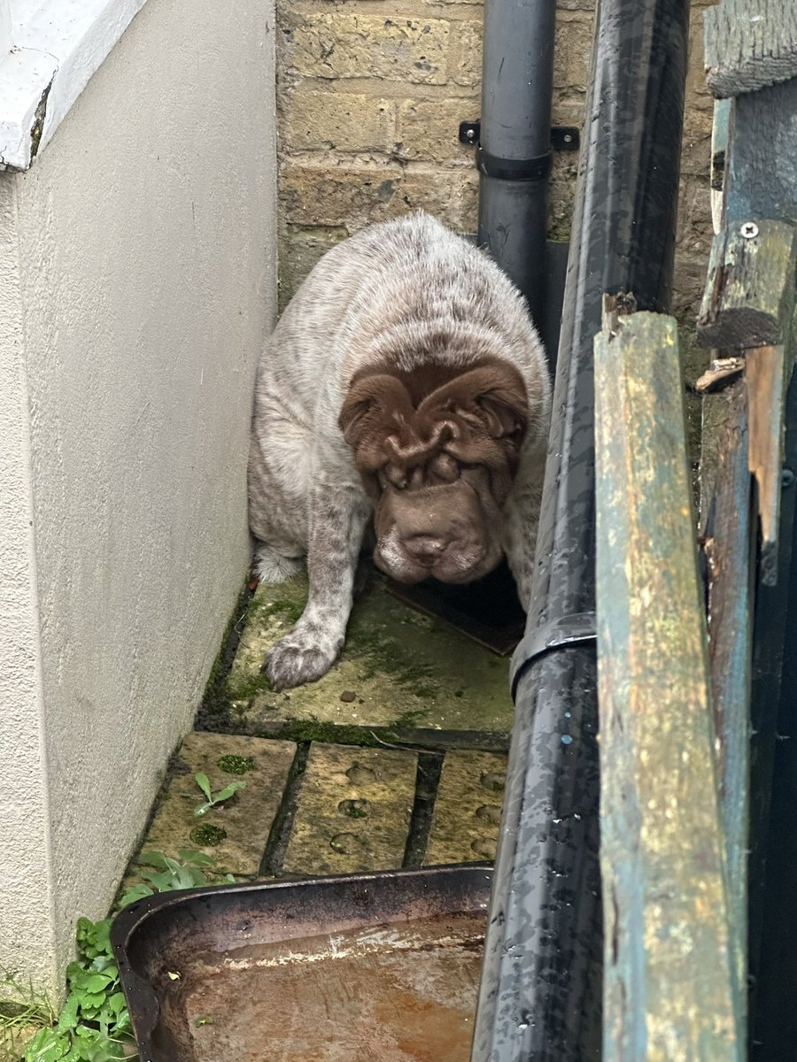 #Founddog sharpei found this morning Stroud Road, South Norwood
White collar with spots on, very scared 
Does anyone recognise?