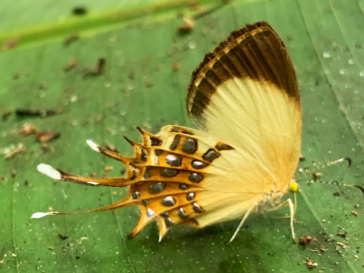 I agree metalmark butterflies are not real 😅🤣 (photo taken in #FrenchGuiana)