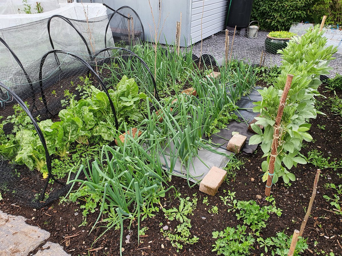 Help fight the biodiversity crisis! Every donation you make to <a href="/gardenorganicuk/">Garden Organic</a> between 28th November and 5th December - no matter the size - will be doubled, helping it make big changes to how our land is nurtured. Visit BigGive.org for more...
#BigGive4Biodiversity