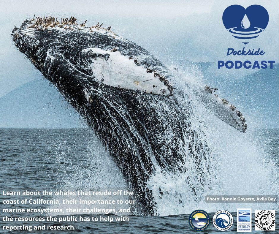 In this episode, we will discuss the whales that reside off the coast of California, their importance to our marine ecosystems, and the resources the public has to help. Make sure to tune in! @TheCACoast @SFEstuary @CAStateParks @OceanConnectors podbean.com/ep/pb-ekhdw-14…