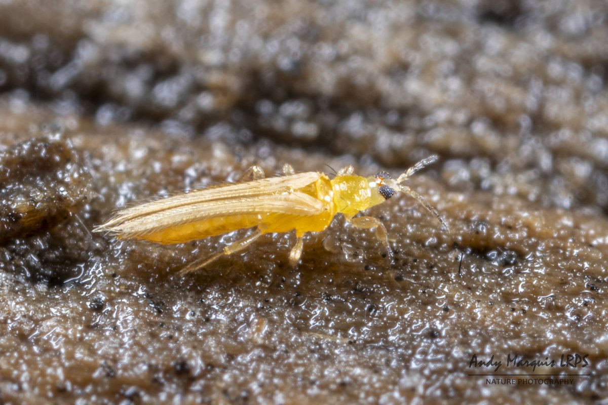 Andy Marquis ๐บ๐ฆ (@andymarquish) on Twitter photo Thrips flavus under a sheet of wood in the garden, I have found them like this before. Not sure why, maybe they are feeding on fungus etc which is under the wood? <a href="/Thrips_iD/">Manfred R. Ulitzka</a> Thrips flavus under a sheet of wood in the garden, I have found them like this before. Not sure why, maybe they are feeding on fungus etc which is under the wood? <a href="/Thrips_iD/">Manfred R. Ulitzka</a>