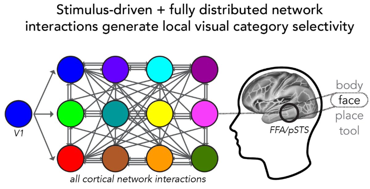 The Cole Neurocognition Lab has 4 posters reporting our latest findings at #SFN23! 

SFN poster 1) “Brain network processes underlying the generation of hundreds of visual category responses in the human brain” abstractsonline.com/pp8/#!/10892/p…, Z2, Sat 11/11 1-5pm A 🧵1/N