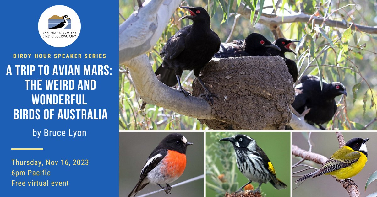 Join us for #BirdyHour on Thu, Nov 16 at 6pm PST as UC Santa Cruz professor Bruce Lyon returns to discuss the incredible birds of Australia and what makes them so different! This virtual event is free to attend. Register here:
flipcause.com/secure/cause_p…