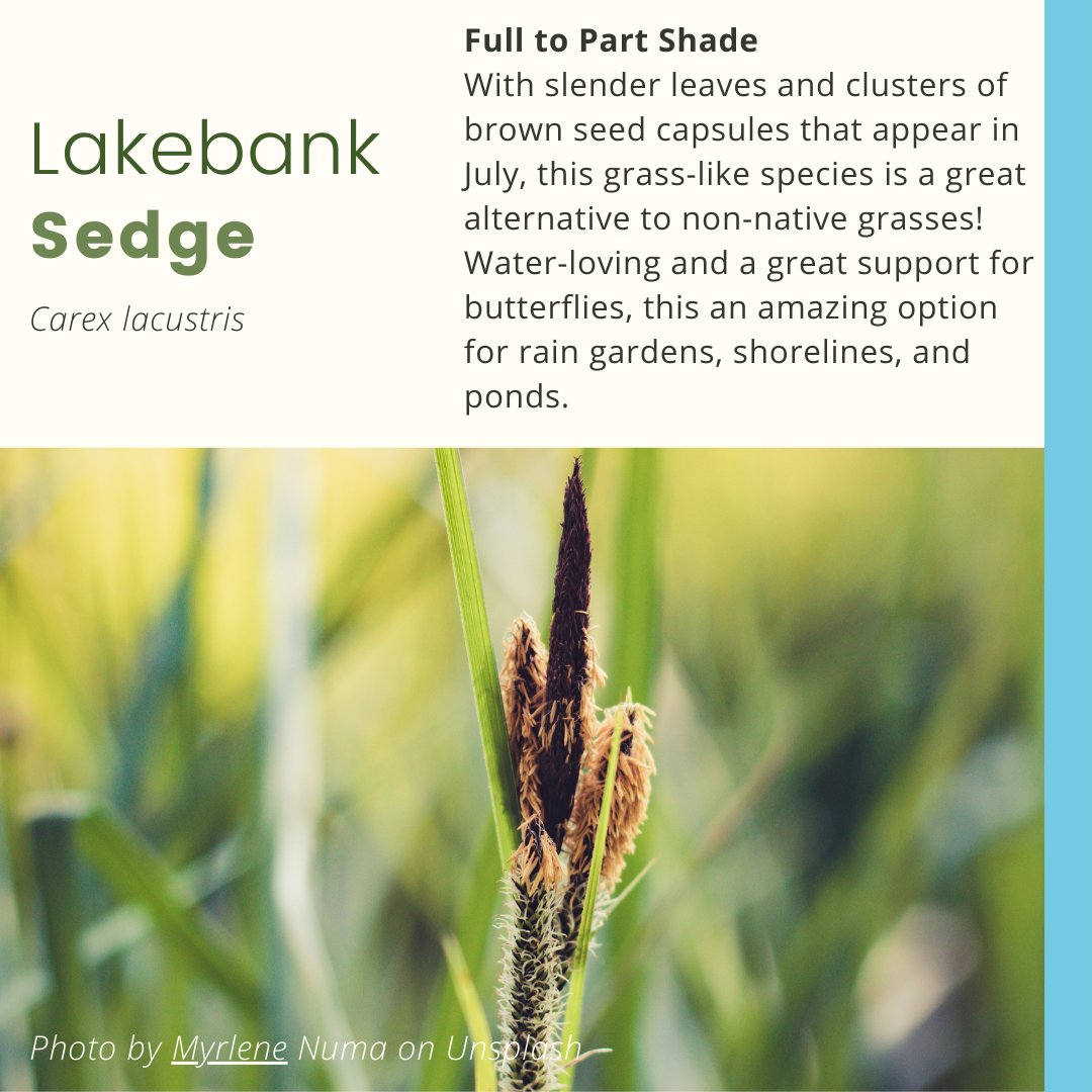 MLivingOutside's tweet photo. Sun exposure: Sun to Part Shade 
Bloom: May-Jul
Height: 1 1/2 - 5' Feet Tall 
Zone: 5-7
Native range:  MB, NB, NL, NS, ON, PE, QC, SK
Native Habitat:  Calcareous or neutral swamps; shallow water
*
#LakebankSedge #Carexlacustris #Sedges  
#NativePlants #MaryLivingOutside https://t.co/ysLjo4CAqL