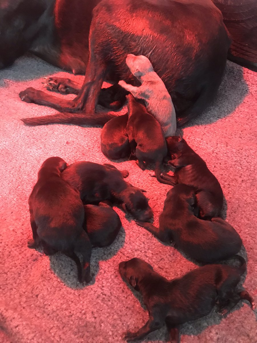 johnrack's tweet image. Congrats to my beautiful lil girl butdarewasfour (Charlotte ) after a long  and stressful labour that started at 10pm last night she had her first pup at 5am this morning and last at 1-30pm in total she had 9 of which 5 girls &amp;amp; 4 boys a massive thanks to Gemma Evans &amp;amp; poppy ❤️