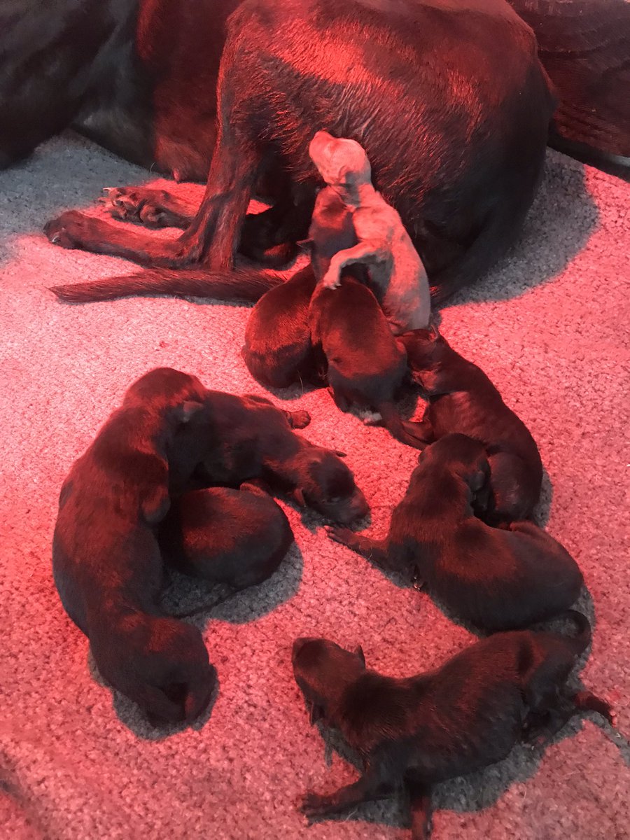 johnrack's tweet image. Congrats to my beautiful lil girl butdarewasfour (Charlotte ) after a long  and stressful labour that started at 10pm last night she had her first pup at 5am this morning and last at 1-30pm in total she had 9 of which 5 girls &amp;amp; 4 boys a massive thanks to Gemma Evans &amp;amp; poppy ❤️