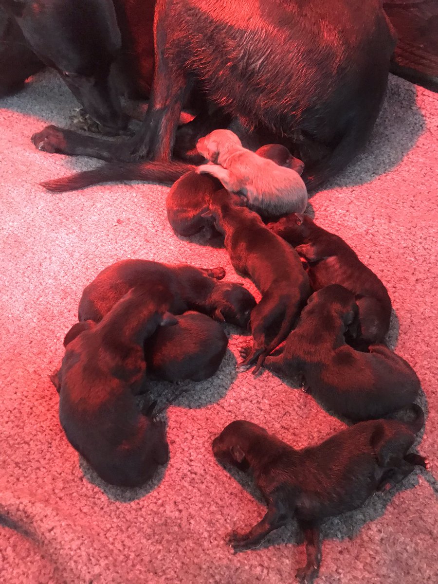 johnrack's tweet image. Congrats to my beautiful lil girl butdarewasfour (Charlotte ) after a long  and stressful labour that started at 10pm last night she had her first pup at 5am this morning and last at 1-30pm in total she had 9 of which 5 girls &amp;amp; 4 boys a massive thanks to Gemma Evans &amp;amp; poppy ❤️