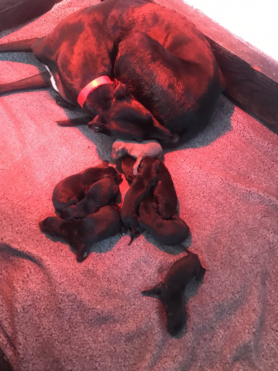 johnrack's tweet image. Congrats to my beautiful lil girl butdarewasfour (Charlotte ) after a long  and stressful labour that started at 10pm last night she had her first pup at 5am this morning and last at 1-30pm in total she had 9 of which 5 girls &amp;amp; 4 boys a massive thanks to Gemma Evans &amp;amp; poppy ❤️