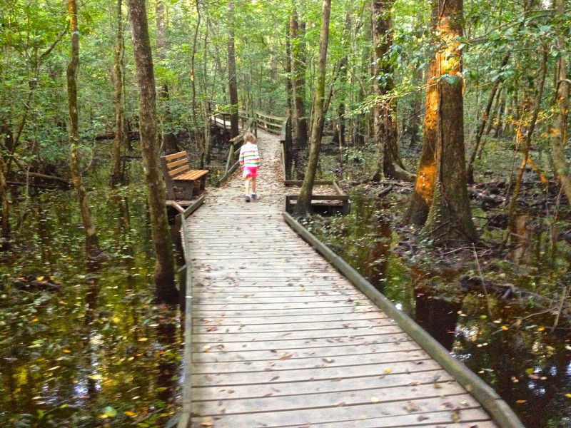 Congaree National Park encompasses the largest intact expanse of old-growth, bottomland hardwood forest in the Southeastern United States. 🌳 Learn how to explore it here: brnw.ch/ParkPaddling #DiscoverSC
