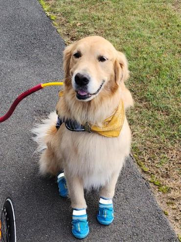 ECADServiceDogs's tweet image. Today, we share a milestone from #ProjectHEAL grads Brian and Service Dog Passion, AKA &quot;Pash.&quot; Brian says, &quot;I would never have done this without Passion.&quot; None of this would have been possible without YOUR support. Thank you. #servicedogsforveterans #vietnamvet #tobeofservice