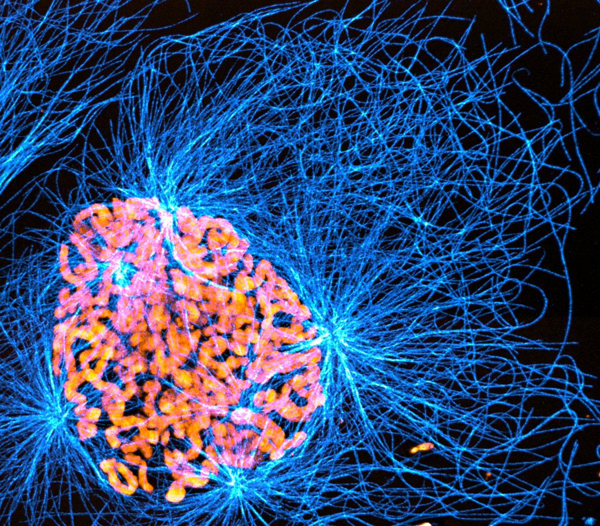 reuben_phi's tweet image. Previous submissions to @NikonSmallWorld. Dividing with too many centrosomes! #FluorescenceFriday #Centrosome