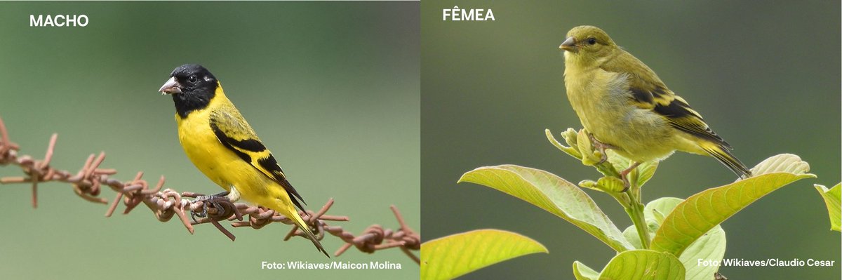 Você conhece o pintassilgo (Spinus magellanicus)?

Essa ave ocorre em todas as regiões brasileiras, exceto no Nordeste e região Amazônica.

Esse pássaro é conhecido por diversos nomes: pintassilgo-mineiro, pintassilgo-de-cabeça-preta e pintassilva.

Você já conhecia? =)