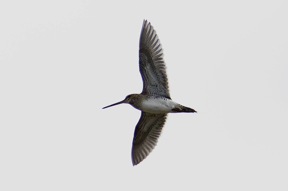 mikan_birdwatch's tweet photo. おはようございます。
#タシギ
#田鴫
#Gallinago_gallinago
#Common_snipe
#野鳥好きな人と繋がりたい
#野鳥好きの人と繋がりたい
#野鳥観察
#二人歩記 https://t.co/qhVjJrKNHt