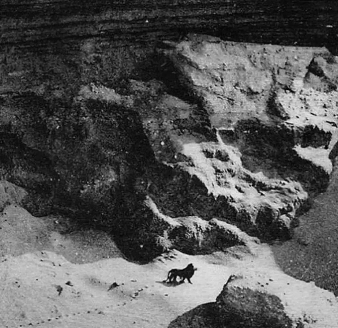 In this 1925 photograph captured by French photographer Marcelin Flandrin during a flight on the Casablanca-Dakar air route, a lone lion traverses the desert, possibly one of the last Barbary lions in the wild before their extinction.

Barbary lions once roamed the expansive…