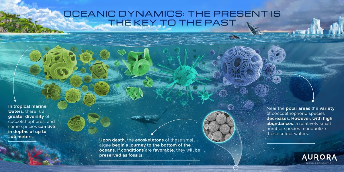 You want a cool Outreach Poster from Aurora? - pimp your office wall #coccolithophoresarecool #scicomm  Download here 👇 ina.tmsoc.org/nannos/outreac…