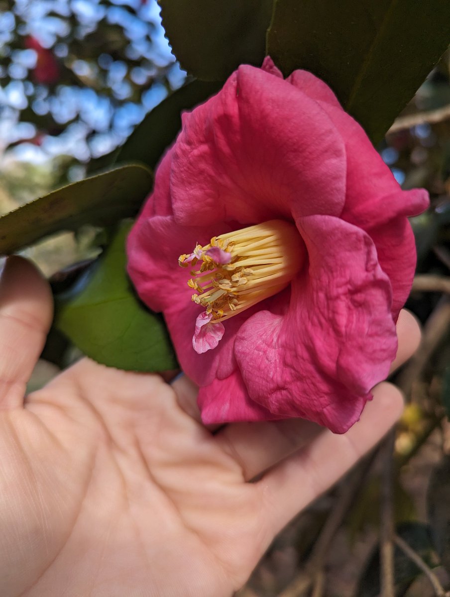 Spotted this morning in my yard. From anthers to petals... I think this tree is transcriptionally confused but I kind of love it.