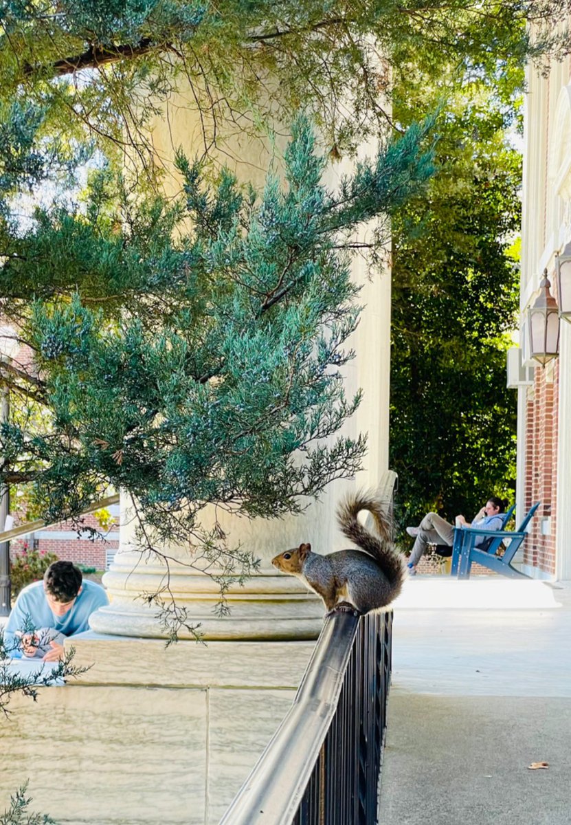 Fall vibes outside Lilly - you never know who you’ll see hanging out! #eastcampus #lillylibrary #duke #dukeuniversity #durhamnc #fallvibes #squirrels