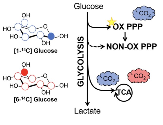 We all know that KRAS drives metabolic reprogramming in #PancreaticCancer but what are the metabolic perturbations facilitating the very earliest stages of multi step neoplasia (acinar to ductal metaplasia or ADM)? New preprint from @LyssiotisLab by @radykm on some of these…